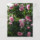 Buscar camelias postales Camelia rosa