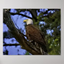 Buscar arbol de la vida posters Águila calva