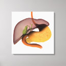 Buscar sistema digestivo humano posters Médico