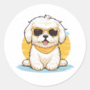 Buscar perro maltés pegatinas Adorable