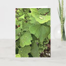 Buscar ginkgo biloba tarjetas Hojas