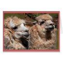 Buscar alpaca Sur