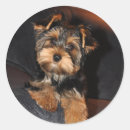 Buscar yorkshire terrier pegatinas Cachorro
