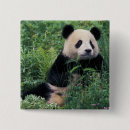 Buscar panda chapas Medio ambiente