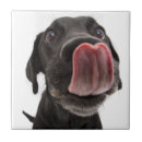 Buscar nariz azulejos Perro