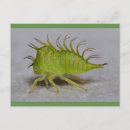 Buscar tolva Insecto