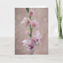 Buscar gladiolos tarjetas Rosa
