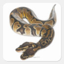 Buscar python pegatinas Animales