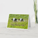 Buscar vaca de holstein tarjetas Vacas
