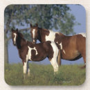 Buscar pinto posavasos Caballo