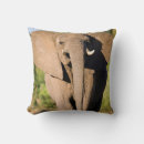 Buscar elefante africano cojines Imagen en color