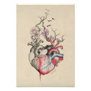 Buscar dibujos anatómicos posters Corazón anatómico