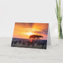 Buscar sabana tarjetas Puesta de sol