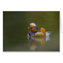 Buscar hombre chino postales Colorido