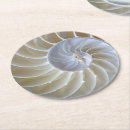 Buscar nautilus fotografía Concha
