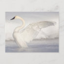 Buscar cisne postales Mañana