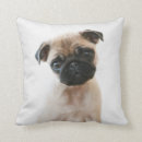 Buscar pug cojines Adorable