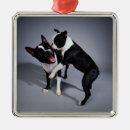 Buscar boston terrier adornos Diversión