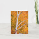 Buscar caída del árbol tarjetas 1 º caída
