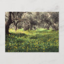 Buscar olivar postales Grecia