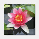 Buscar charca imanes Rosa