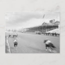 Buscar caballo postales Histórico