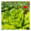 Buscar mariquita posters Para todos