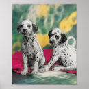 Buscar perros dálmatas posters Fotografía