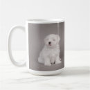 Buscar bichon maltés tazas Perro
