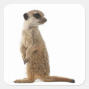 Buscar suricata pegatinas Meerkat