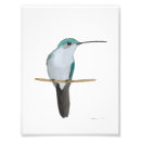 Buscar throated posters Colibrí