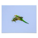 Buscar parakeet fotografía Pájaro