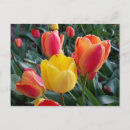 Buscar tulipanes amarillos postales Rojo