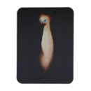 Buscar gatos siameses imanes 9 º gata