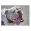 Buscar english bulldog postales Divertido