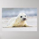 Buscar cría de foca posters Nieve