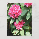 Buscar rododendro rosado Flor