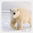 Buscar steve pegatinas Alaska