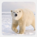 Buscar steve pegatinas Alaska