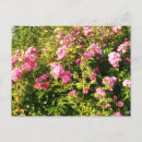 Buscar rosario postales Para todos