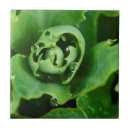 Buscar gotas de agua azulejos Verde