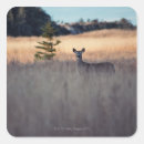 Buscar hierba alta pegatinas Naturaleza