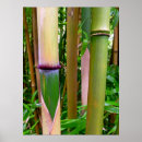 Buscar bosque tropical posters Selvas