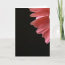 Buscar gerberas tarjetas Fotografía
