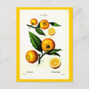 Buscar redouté postales Redoute