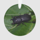Buscar escarabajos adornos 4 º bicho