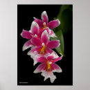 Buscar híbridos posters Fotos de la flor