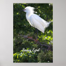 Buscar egret posters Fotografía