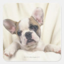 Buscar bulldog inglés pegatinas Toma de estudio