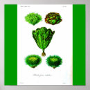 Buscar lechuga posters Verdura